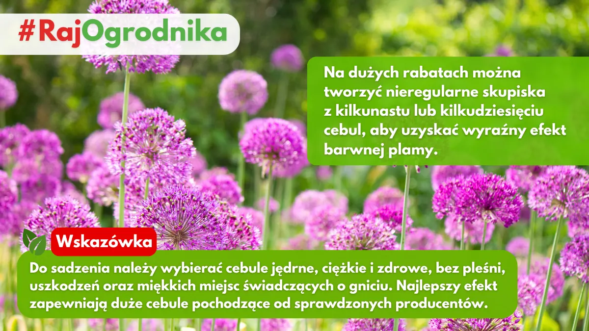 Projektowanie rabaty z czosnkami ozdobnymi blog sklep rajogrodnika